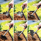 Small Shovel Set Planting Tools
